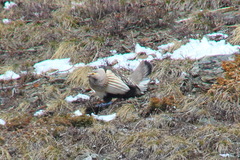 Tetraogallus altaicus