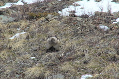 Tetraogallus altaicus