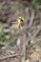 Caladenia tentaculata