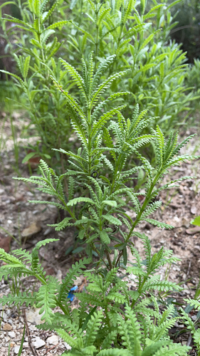 French lavender
