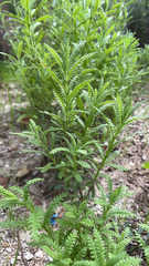 Lavandula dentata