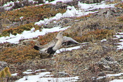 Tetraogallus altaicus