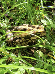 Rhinella