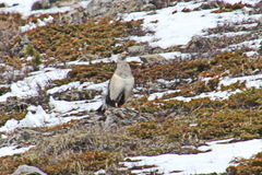 Tetraogallus altaicus