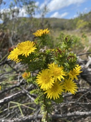 Oedera imbricata
