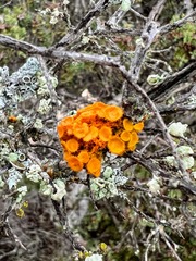 Teloschistes chrysophthalmus