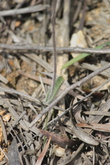 Caladenia tentaculata