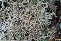 Cladonia rangiformis