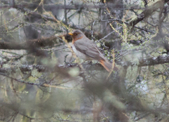 Turdus ruficollis