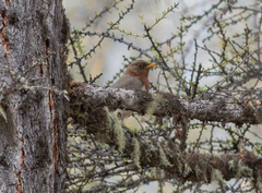 Turdus ruficollis