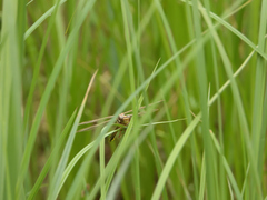 Phanogomphus