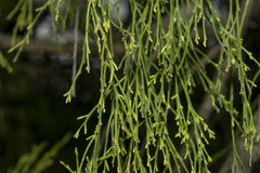 Exocarpos cupressiformis