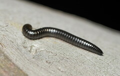 Ommatoiulus moreleti