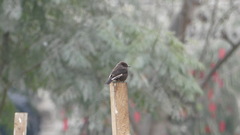 Pyrocephalus rubinus obscurus