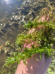 Egeria densa