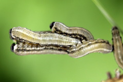 Neodiprion sertifer