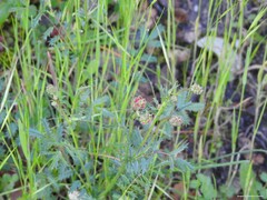 Sanguisorba verrucosa