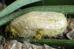 Neodiprion sertifer