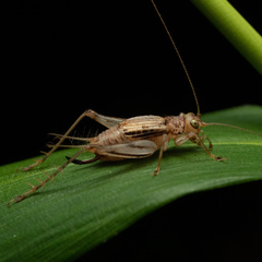 Svistella bifasciata