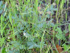 Sanguisorba verrucosa