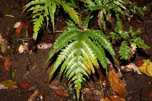 Tectaria confluens (Tectaria confluens)