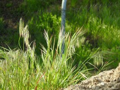 Bromus tectorum