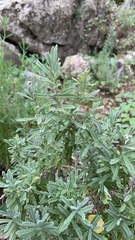 Lavandula dentata