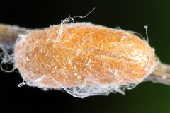 Neodiprion sertifer