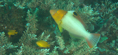 Cetoscarus ocellatus
