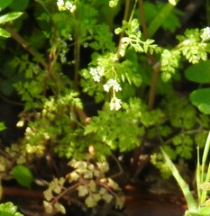 Anthriscus caucalis