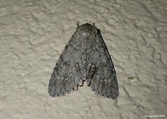 Acronicta americana