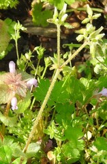 Cerastium glomeratum