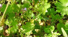 Geranium rotundifolium