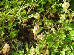 Cerastium glomeratum