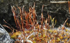 Tortula muralis