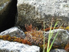 Tortula muralis