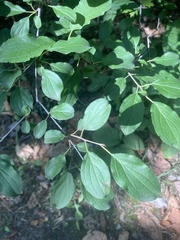 Rhamnus
