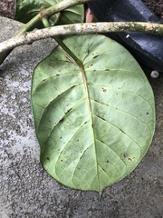 Macropharynx peltata