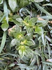 Guilleminea densa