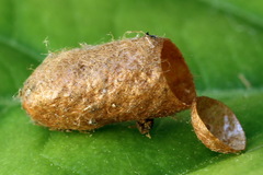 Neodiprion sertifer