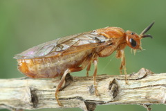 Neodiprion sertifer