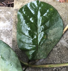 Macropharynx peltata