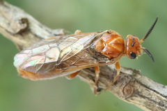 Neodiprion sertifer