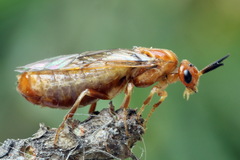 Neodiprion sertifer