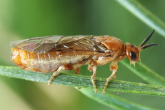 Neodiprion sertifer