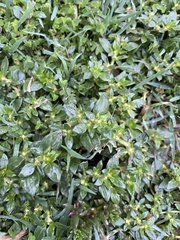 Guilleminea densa