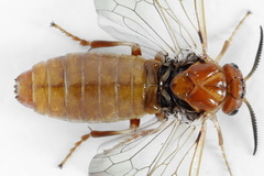 Neodiprion sertifer