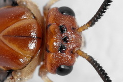 Neodiprion sertifer