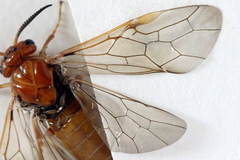 Neodiprion sertifer