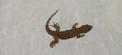 Gekko monarchus